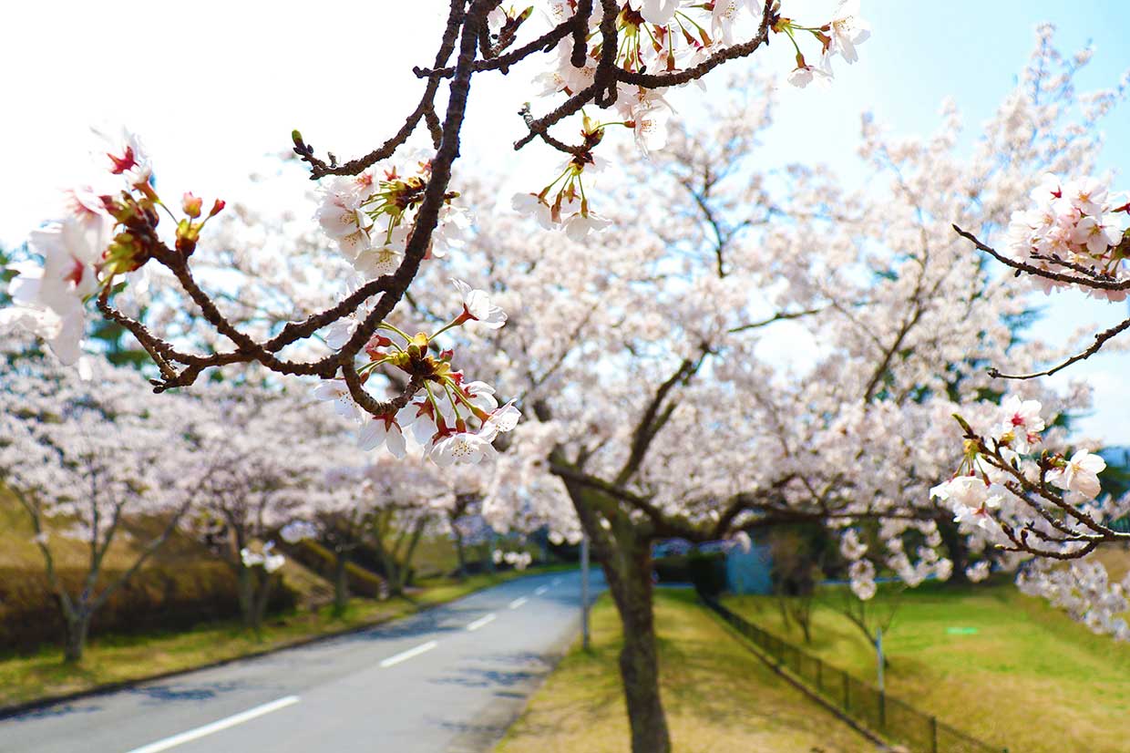 名張の桜