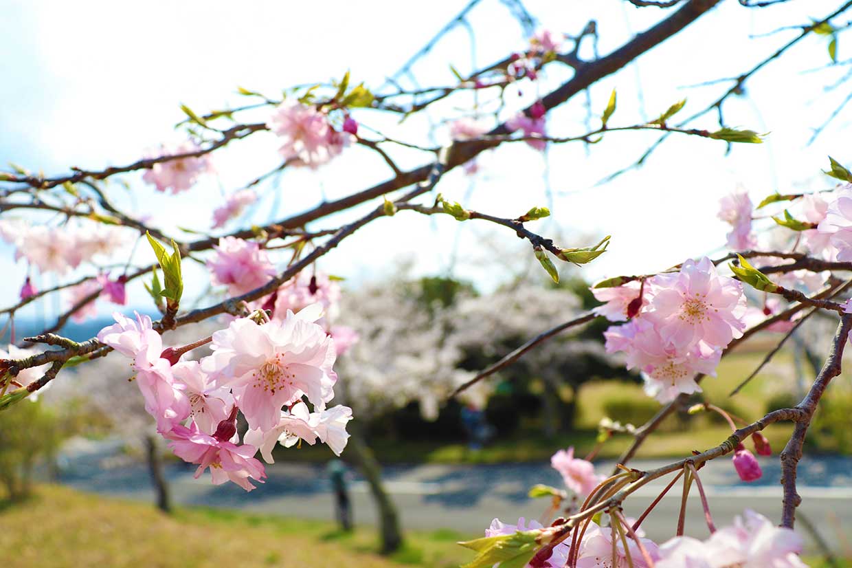 名張の桜