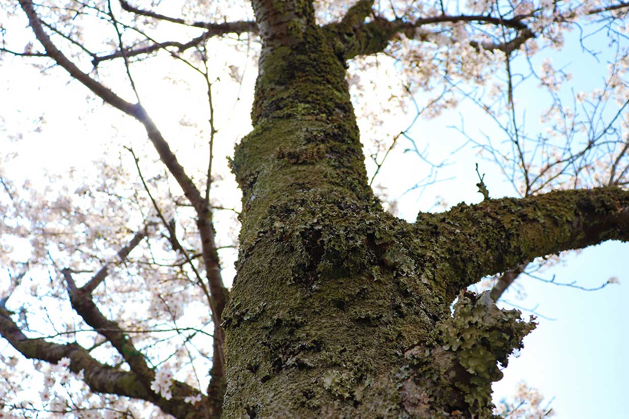 名張の桜