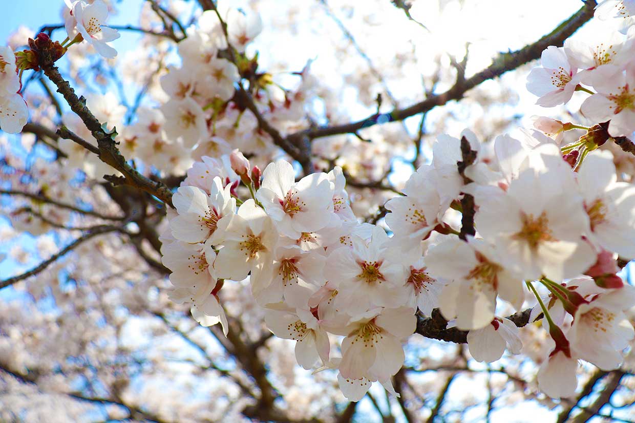 名張の桜