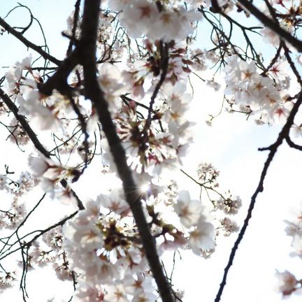 名張市の桜並木が綺麗なので見てきました！