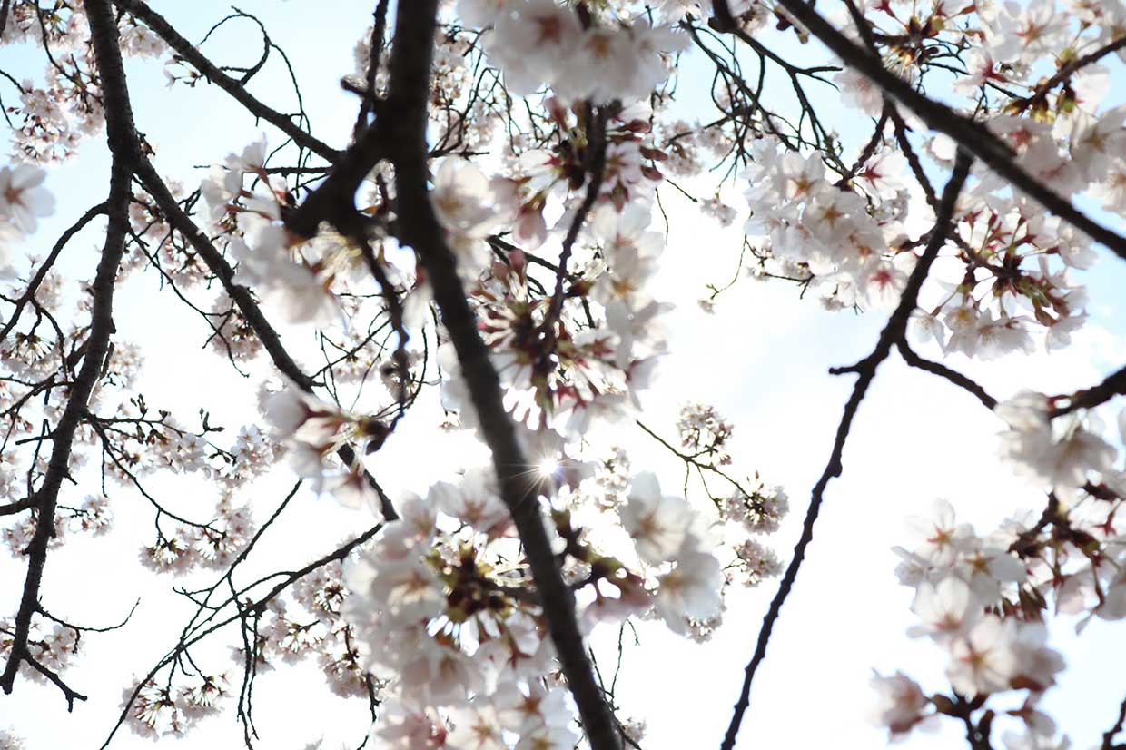 名張の桜